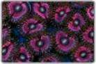 Ultra Metallic Pink Zoanthids